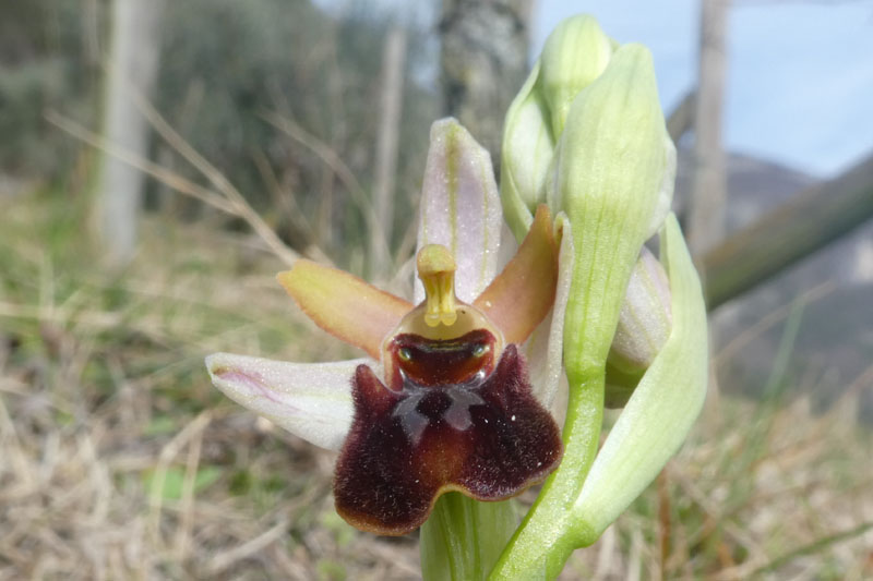 Ophrys sphegodes subsp. sphegodes